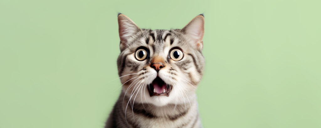 From Renew Hope and Healing: A grey tabby cat with wide eyes and an open mouth sits in front of a light green background, capturing a moment of pure panic or anxiety.